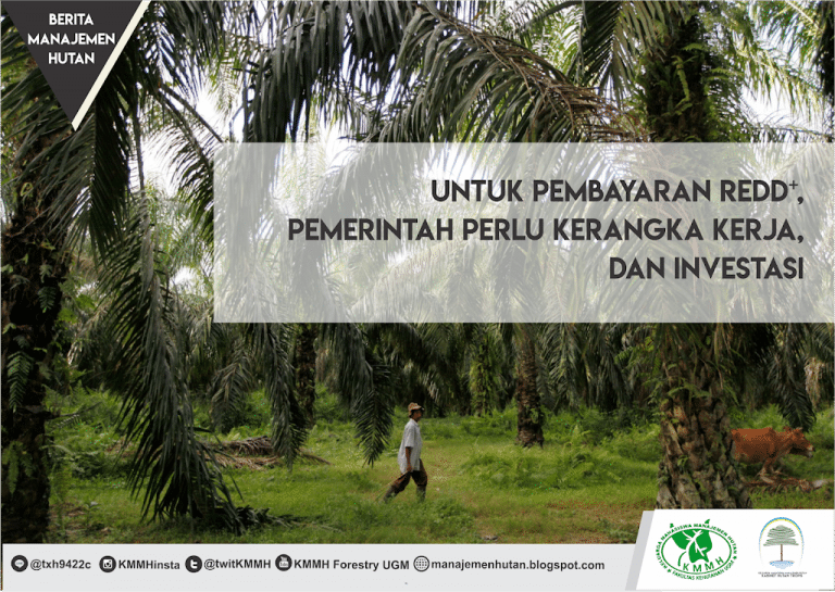 Berita Manajemen Hutan : Untuk Pembayaran REDD+, Pemerintah Perlu Kerangka Kerja, dan Investasi