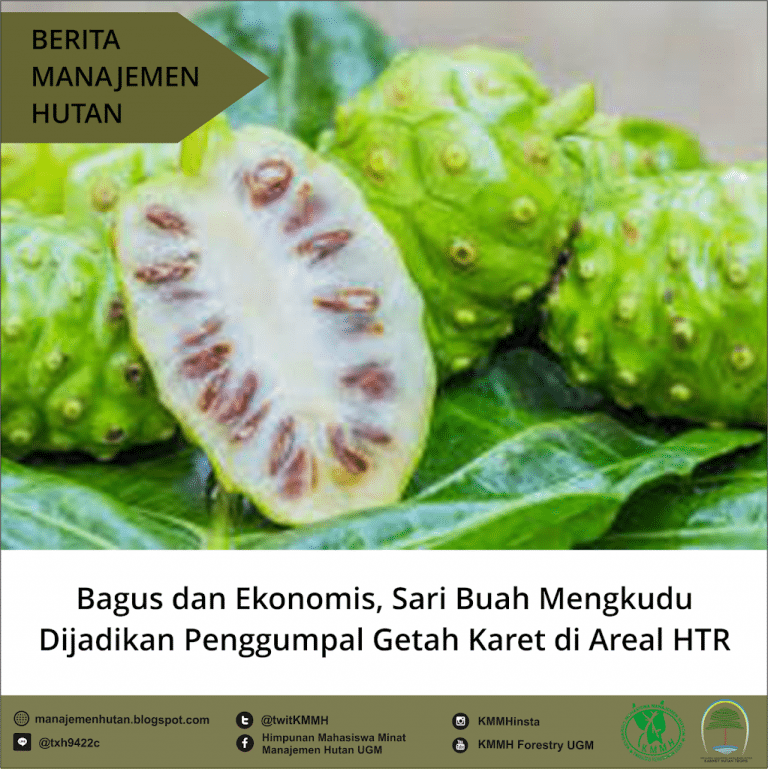 Berita Manajemen Hutan: Bagus dan Ekonomis, Sari Buah Mengkudu dijadikan Penggumpal Getah Karet di Areal HTR