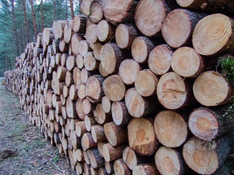 [MH PEDIA] Pemanenan Hasil Hutan & RHL
