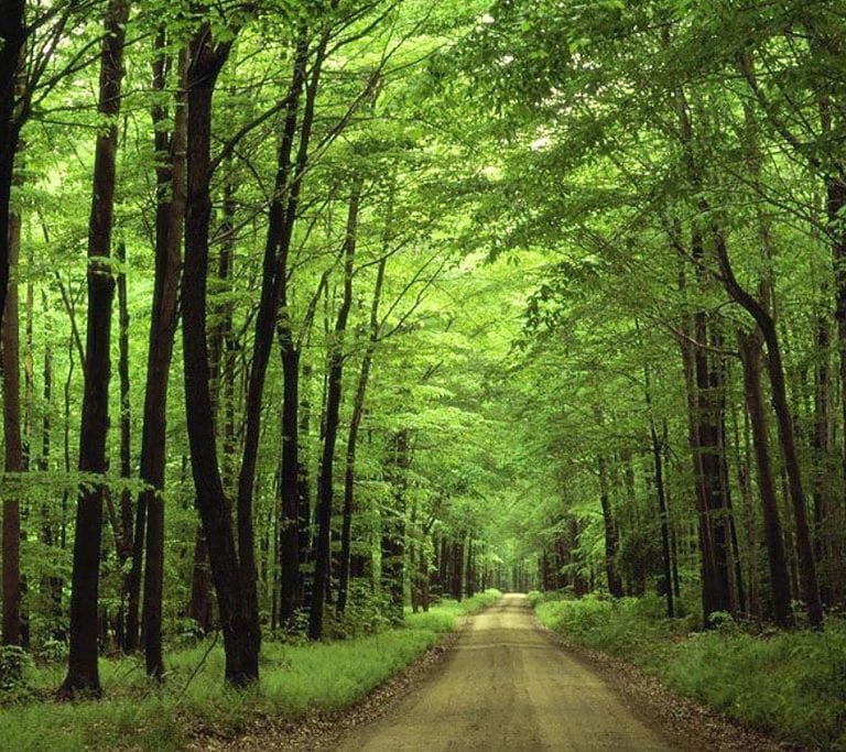 [MH PEDIA] INDONESIA MENERIMA DANA DARI NORWEGIA TERKAIT KEBERHASILAN DEFORESTASI HUTAN