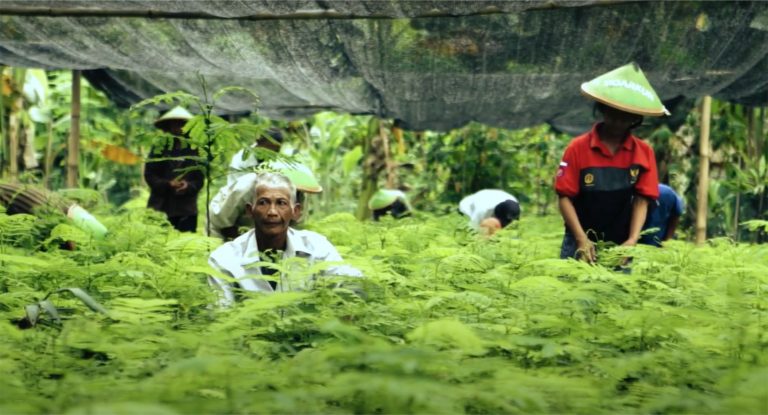 Hutan Rakyat Solusi Alternatif Dalam Mendukung Pembangunan Hutan Indonesia Yang Lestari