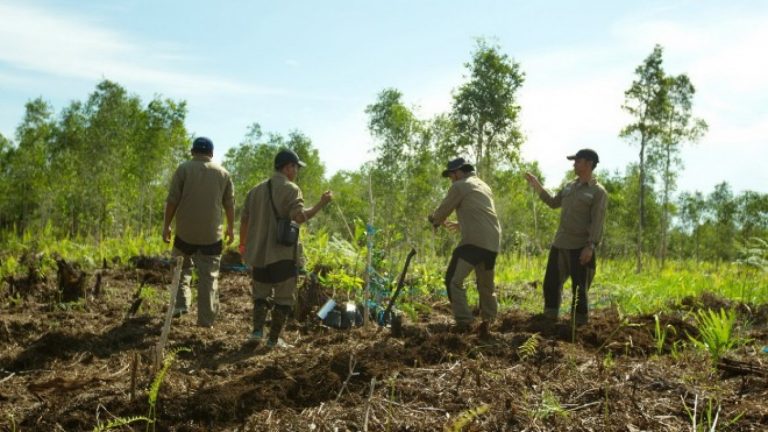 [MH PEDIA] Aksi Penting Indonesia dalam Kegiatan Restorasi Lahan Gambut