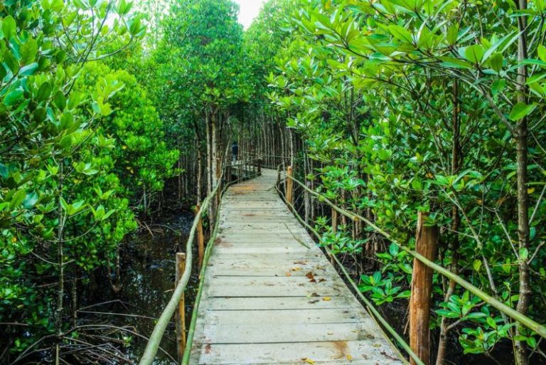 [MH PEDIA] Mengenal Hutan Mangrove