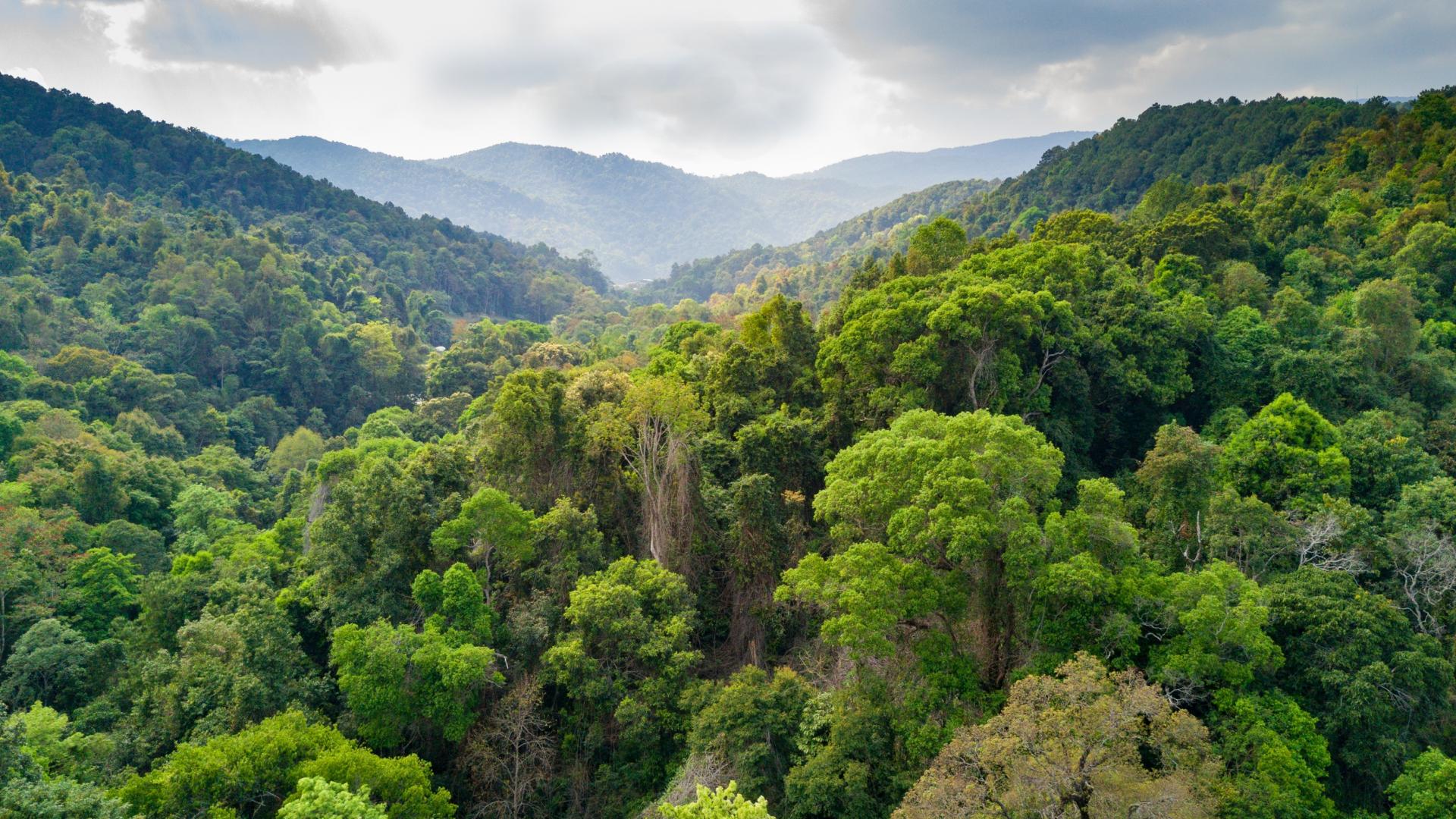 reka-bentuk-penyelamatan-hutan-jawa-keluarga-mahasiswa-manajemen-hutan