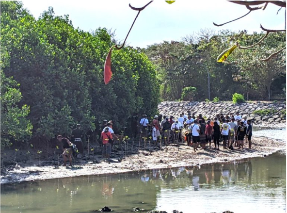 Potensi Mangrove Sebagai Ekosistem Karbon Biru (Blue Carbon) Dan ...